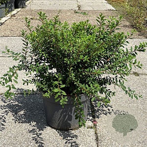 Spiraea nipp. 'Snowmound' 40-50 cm 10L