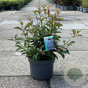 Viburnum opulus 'Roseum' 40-50 cm 10L