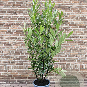 Prunus l. 'Caucasica' 175-200 cm 20L