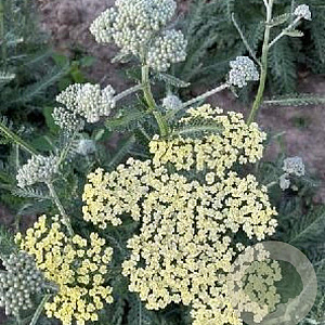 Achillea fil. 'Hymne' GM P9