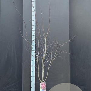 Acer pal. 'Bloodgood' 125-150 cm 20L