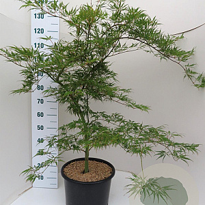 Acer pal. 'Dissectum' 100-125 cm 20L