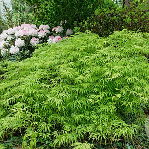 Acer p. Dissectum Viride Group 100-125 cm 20L