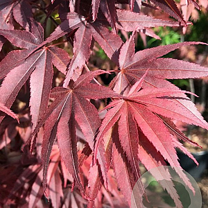 Acer pal. 'Pixie' 150-175 cm 20L