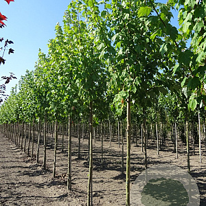 Acer rubrum 'Scanlon' 10-12 HO draadkluit