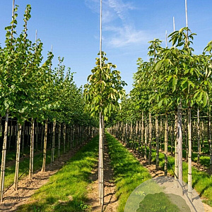 Aesculus flava 14-16 HO draadkluit