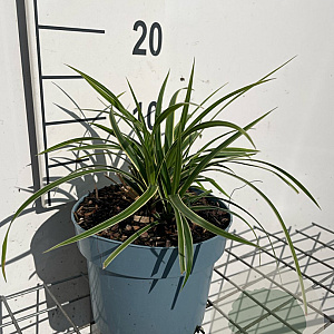 Carex morrowii 'Ice Dance' GM 2,0L