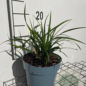 Carex morrowii 'Irish Green' GM 2,0L