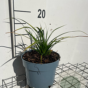 Carex morrowii GM 2,0L