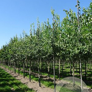 Celtis australis 8-10 HO draadkluit