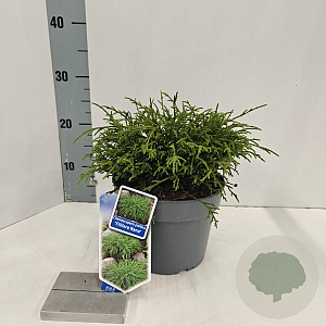 Chamaecyparis p. 'Filifera Nana' 20-25 cm 3,0L