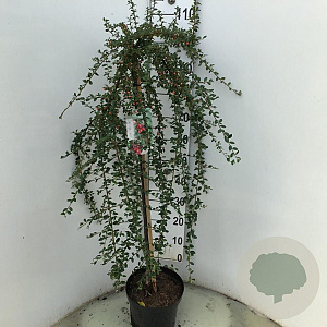 Cotoneaster suec. 'Coral Beauty' 90 cm stam 7,5L