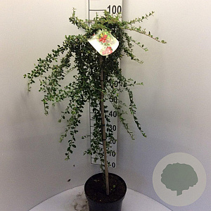 Cotoneaster suec. 'Coral Beauty' 90 cm stam 7,5L