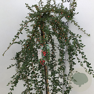 Cotoneaster suec. 'Coral Beauty' 90 cm stam 7,5L