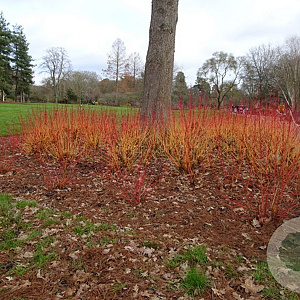 Cornus sang. 'Magic Flame' 100-125 cm 20L