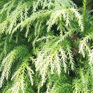 Cryptomeria j. 'Sekkan' 175-200 cm 20L
