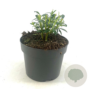 Euphorbia characias wulfenii GM 2,0L
