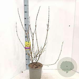 Forsythia int. 'Spectabilis' 50-60 cm 5,0L