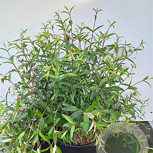 Fuchsia hatschbachii GM c20