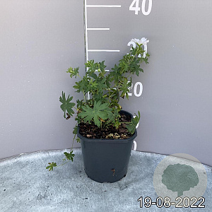 Geranium sang. 'Album' GM 2,0L