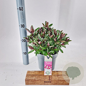 Hebe Donna Eva 20-25 cm 2,0L