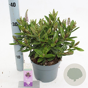 Hebe Hebedonna Emma 20-25 cm 2,0L