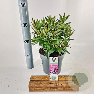 Hebe Hebedonna Emma 20-25 cm 2,0L