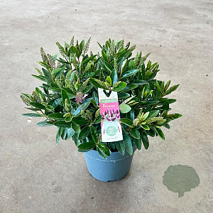 Hebe Hebedonna Emma 20-25 cm 2,0L