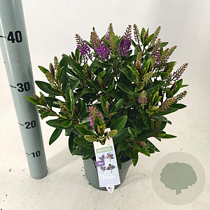 Hebe Hebedonna Emma 20-25 cm 2,0L