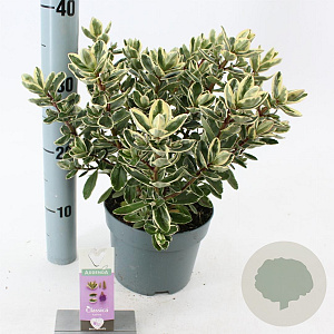 Hebe 'Katrina' 20-25 cm 2,0L