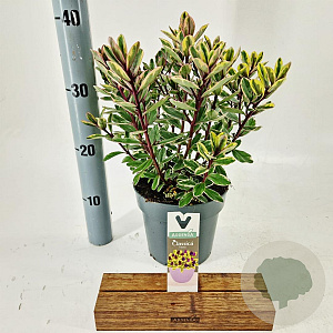 Hebe 'Tricolor' 20-25 cm 2,0L