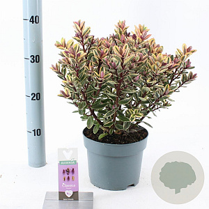 Hebe 'Tricolor' 20-25 cm 2,0L