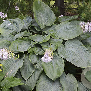 Hosta 'Empress Wu' GM P9