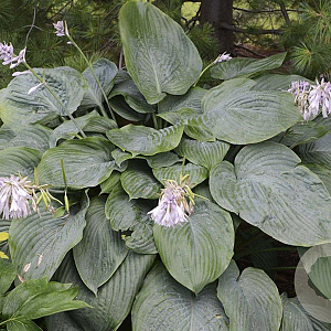 Hosta 'Empress Wu' GM P9