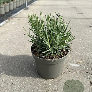 Lavandula ang. 'Hidcote' GM 2,0L