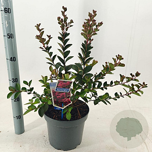 Lagerstroemia i. Red Red Wine 50-60 cm 5,0L