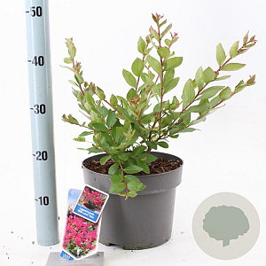 Lagerstroemia i. With Love Kiss 30-40 cm 5,0L