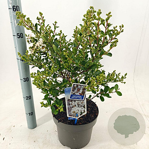 Lagerstroemia i. With Love Virgin 40-60 cm 5,0L