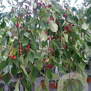 Malus 'Fontana' 90 cm stam 7,5L