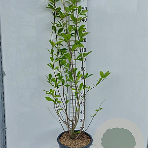 Magnolia soulangeana 175-200 cm 20L