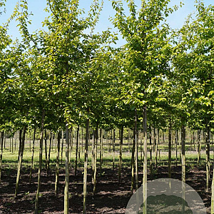 Parrotia persica 10-12 HO draadkluit