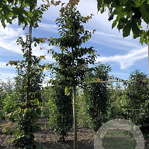 Parrotia persica 'Vanessa' 14-16 HO draadkluit