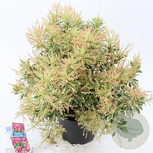 Pieris jap. Polar Passion 30-40 cm 5,0L