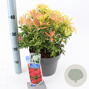 Pieris 'Forest Flame' 30-40 cm 5,0L
