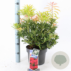 Pieris 'Forest Flame' 30-40 cm 5,0L