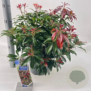 Pieris jap. 'Katsura' 30-40 cm 5,0L
