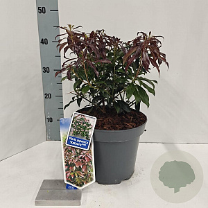 Pieris jap. 'Katsura' 30-40 cm 5,0L