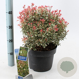 Pieris jap. 'Little Frosty' 30-40 cm 5,0L