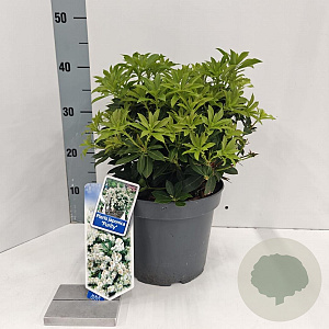 Pieris jap. 'Purity' 30-40 cm 5,0L