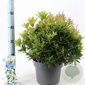 Pieris jap. 'Purity' 30-40 cm 5,0L